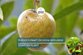 Bullock’s Heart Tree (Annona reticulata) Tropical Fruit Tree Starter 12-24 inches, Heart-Shaped Fruit, Exotic Tropical Garden Plant