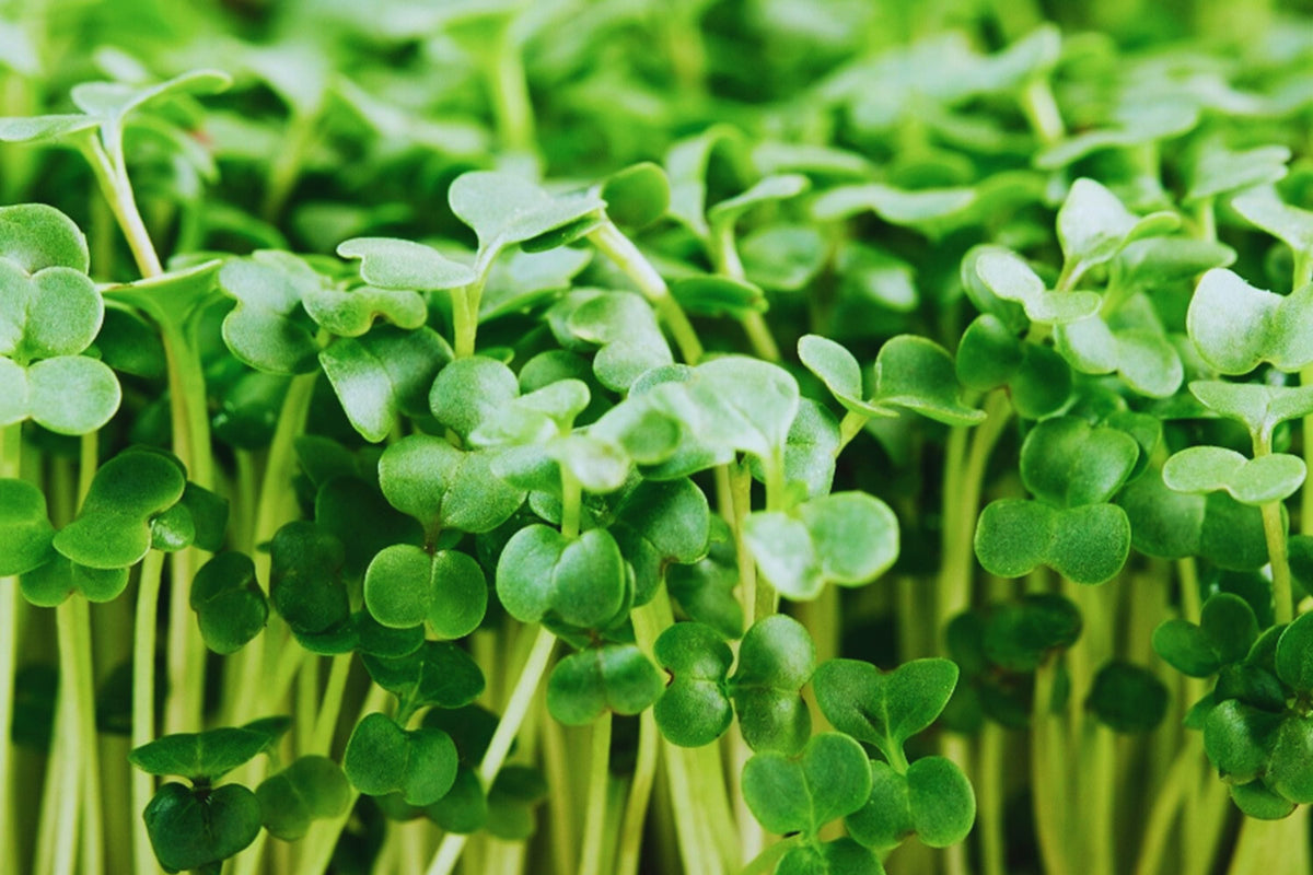 Broccoli Microgreen Seeds - 3oz Non-GMO Heirloom Brassica oleracea var. italica for Indoor & Outdoor Gardening