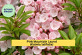 Pink Mountain Laurel Live Plant – Kalmia latifolia Bare Root Starter Shrub, Hardy Evergreen with Pink Blooms for Garden or Landscape