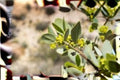 Jojoba Seeds – Drought Tolerant Perennial Shrub for Oil Production and Xeriscaping – Simmondsia chinensis