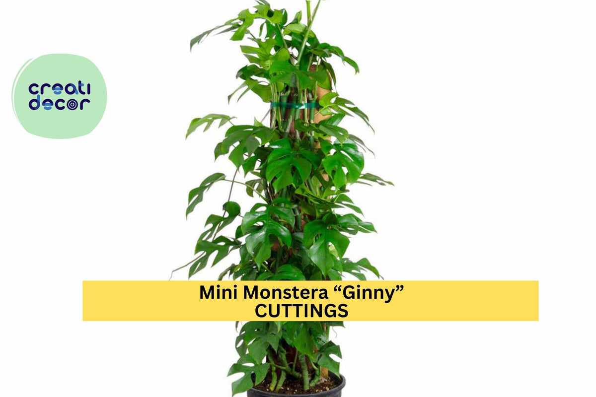 Mini Monstera “Ginny” Rooted Cutting – Rhaphidophora tetrasperma, Tropical Vining Houseplant for Indoor Jungle, Potted or Hanging Decor