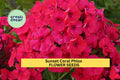 100+ Sunset Coral Phlox Seeds – Warm Coral Blooms for Garden Planting, Long-Blooming Perennial for Borders & Pollinator Gardens – USA