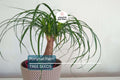 Ponytail Palm Seeds, Beaucarnea recurvata, Indoor Houseplant, Elephant Foot Tree, Drought-Tolerant, Low Maintenance, Bonsai, Tropical Plant