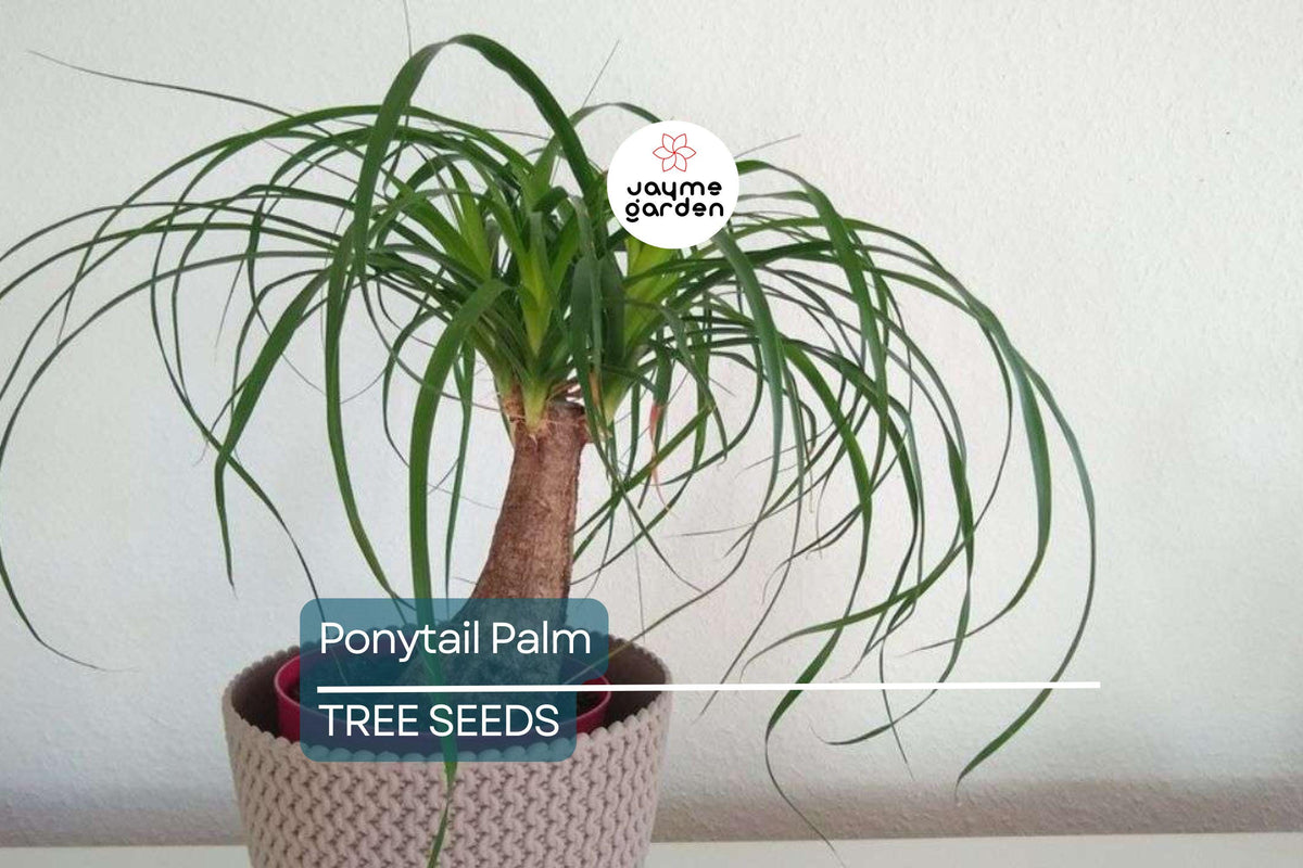 Ponytail Palm Seeds, Beaucarnea recurvata, Indoor Houseplant, Elephant Foot Tree, Drought-Tolerant, Low Maintenance, Bonsai, Tropical Plant