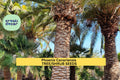 Phoenix Canariensis Palm Seeds – 3 Pack of 10 Seeds for Tropical Gardens, Landscape Borders, Pots, Drought-Tolerant, Full Sun