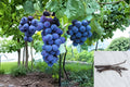 Kyoho Grape Cuttings, Vitis vinifera, Japanese Table Grape Vine Propagation, 6 Fresh Climbing Vine Cuttings