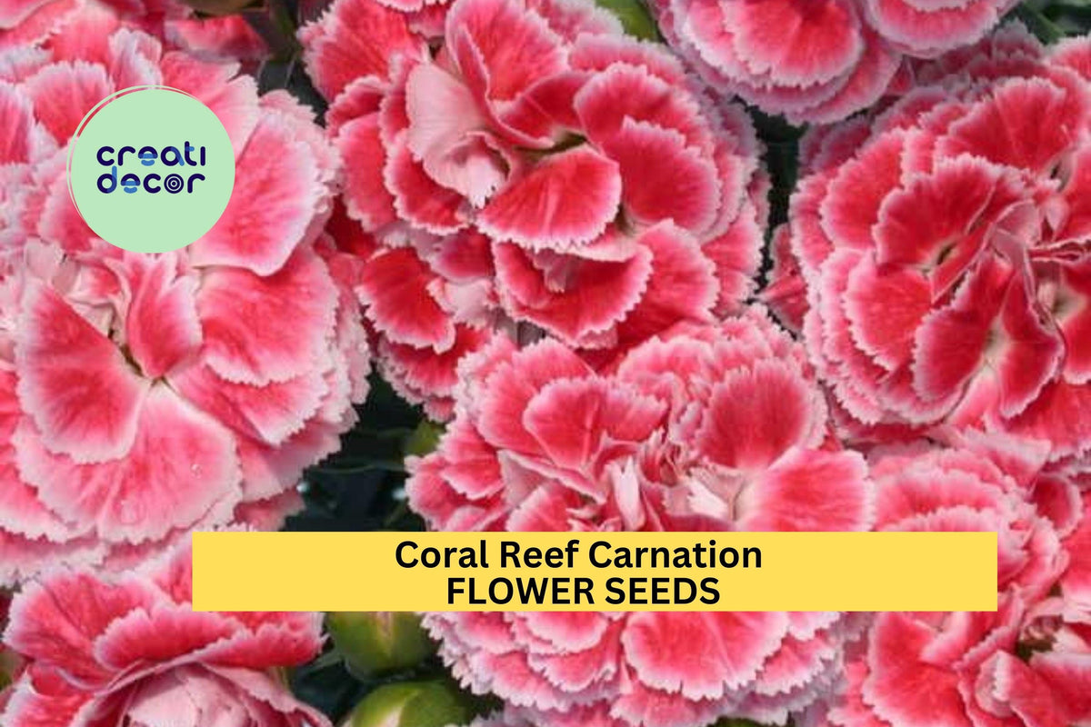 Coral Reef Carnation Seeds – Frilled Coral-Pink Dianthus caryophyllus for Garden Beds & Bouquets – 200+ Seeds