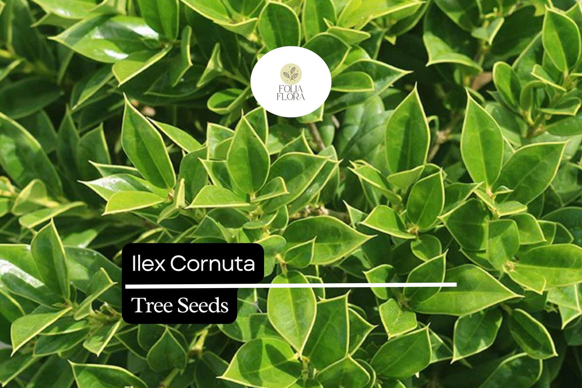 Ilex Cornuta Seeds – Chinese Holly Evergreen Shrub with Glossy Leaves and Red Berries, Drought-Tolerant, Wildlife-Friendly, 500mg Pack