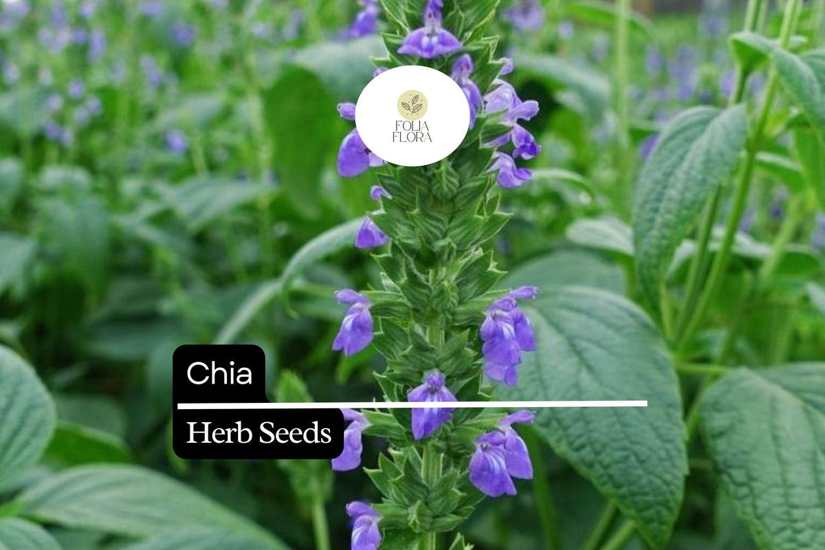 750 Chia Seeds Salvia hispanica – Nutrient-Packed Superfood, Pollinator-Friendly Herb, Drought-Tolerant, Full Sun, Edible Seeds