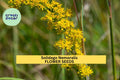 3 Pack of 500 Seeds Solidago nemoralis Old Field Goldenrod Native Wildflower for Pollinator Gardens & Meadows