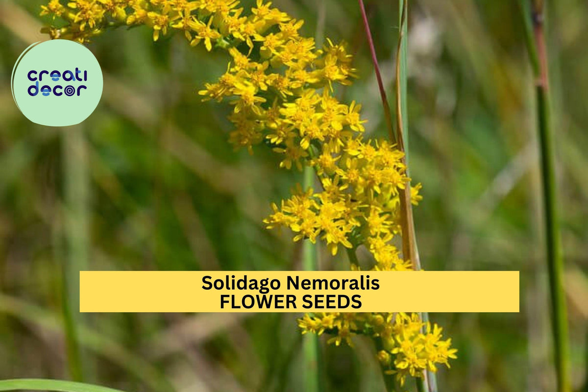 3 Pack of 500 Seeds Solidago nemoralis Old Field Goldenrod Native Wildflower for Pollinator Gardens & Meadows