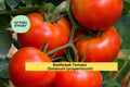 Beefsteak Tomato Plants Set of 4 | Live Vegetable Starter Plants | Solanum lycopersicum | Juicy Red Tomatoes