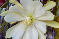 Epiphyllum Crenatum Cutting 8" Orchid Cactus Succulent Epiphyllum crenatum for Indoor Garden