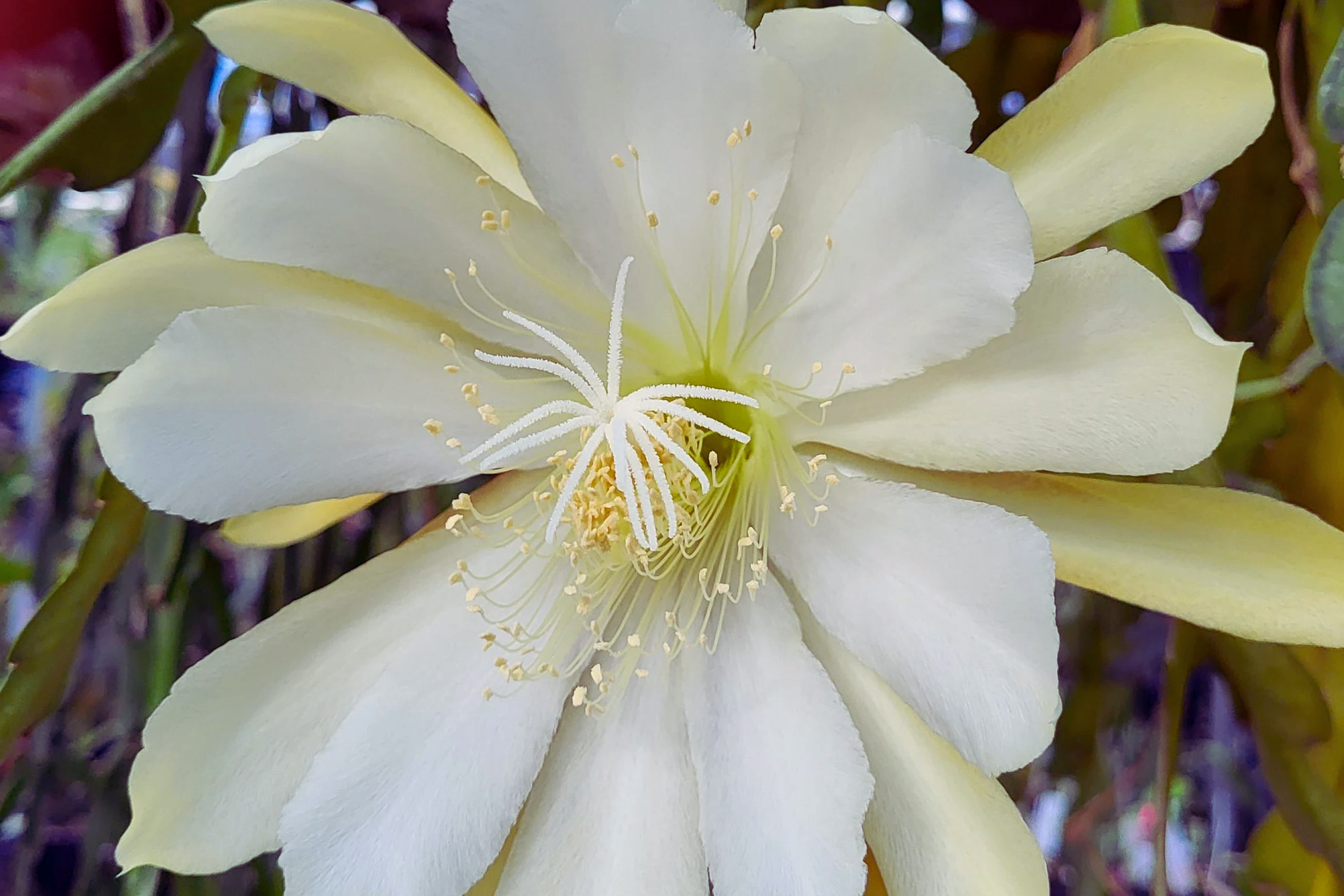 Epiphyllum Crenatum Cutting 8" Orchid Cactus Succulent Epiphyllum crenatum for Indoor Garden