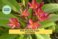Pink Plumeria Cuttings 2 Pack | 10” Unrooted Frangipani Pink Flowers | Tropical Tree Starter | Plumeria rubra