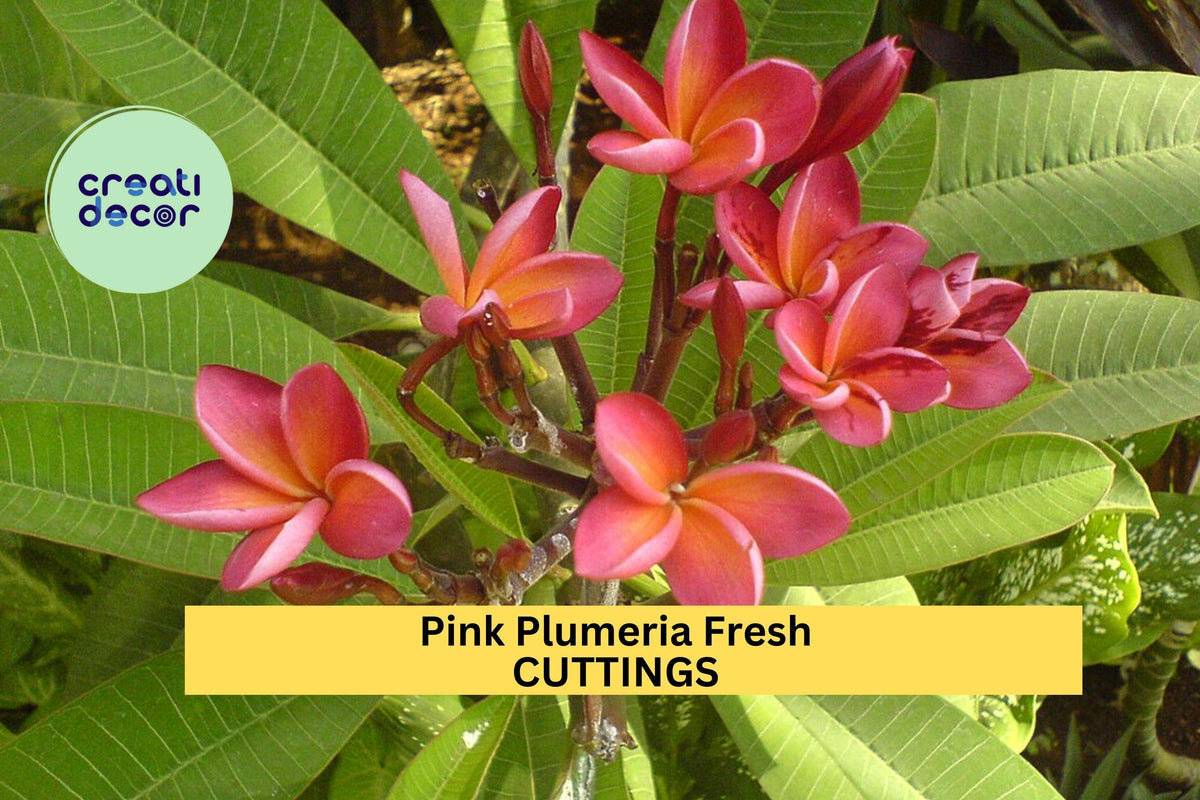 Pink Plumeria Cuttings 2 Pack | 10” Unrooted Frangipani Pink Flowers | Tropical Tree Starter | Plumeria rubra