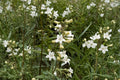 100 Foxglove Beardtongue Seeds – Penstemon digitalis Native Wildflower for Pollinator Gardens