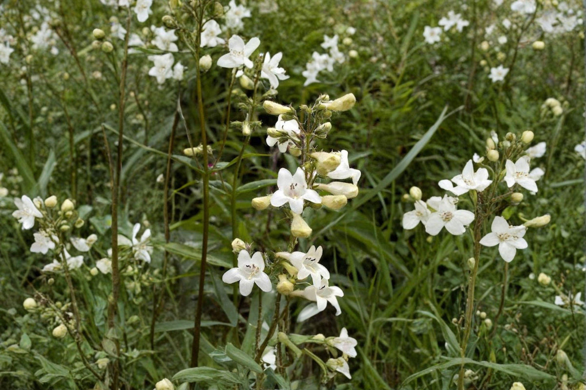 100 Foxglove Beardtongue Seeds – Penstemon digitalis Native Wildflower for Pollinator Gardens