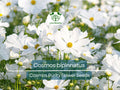 Cosmos Purity Seeds 1 Gram | White Annual Flower for Gardens, Pollinator Habitat, Landscaping | Cosmos bipinnatus