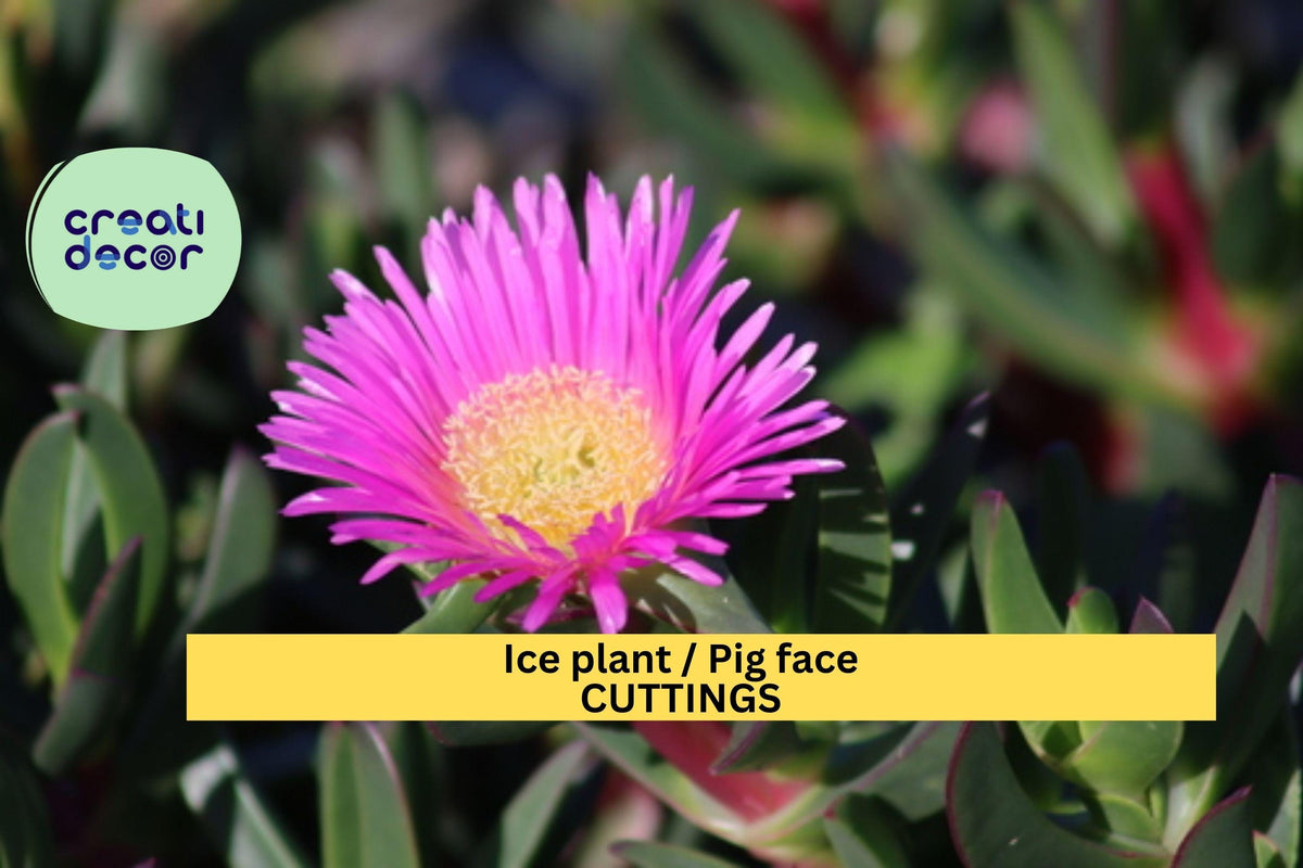 Ice Plant Cuttings 48-Pack | Drought-Tolerant Succulent Ground Cover | Delosperma spp. for Sunny Gardens
