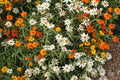 Linearis Mix Zinnia Seeds – 100+ Star-Shaped Blooms, Drought Tolerant, Pollinator & Cut Flower Garden, Zinnia linearis, Compact, USA-grown