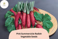 Pink Summercicle Radish Seeds – Heirloom Non-GMO Raphanus sativus for Garden Planting, Fast-Growing, Edible Roots