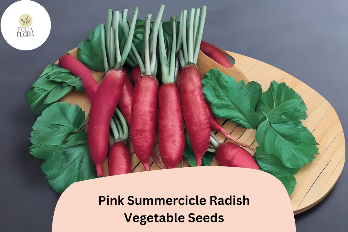 Pink Summercicle Radish Seeds – Heirloom Non-GMO Raphanus sativus for Garden Planting, Fast-Growing, Edible Roots
