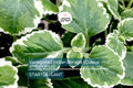 Variegated Indian Borage Plant | Tropical Herb | Aromatic Foliage | Coleus amboinicus Starter