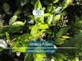 20 Ligustrum Glossy Privet Unrooted Cuttings – Evergreen Privacy Hedge, Fast Growing Dense Shrub, Waxleaf Ligustrum for Fencing & Landscaping