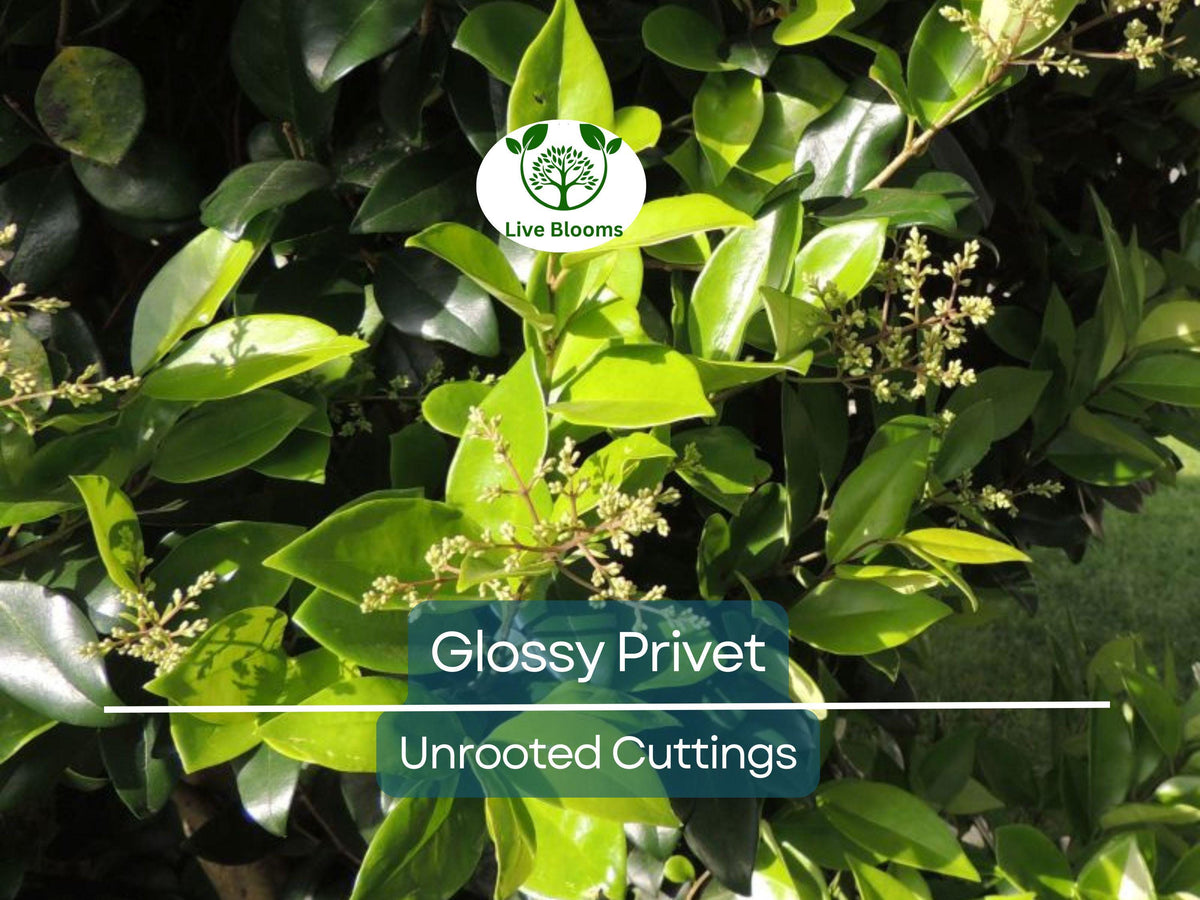 20 Ligustrum Glossy Privet Unrooted Cuttings – Evergreen Privacy Hedge, Fast Growing Dense Shrub, Waxleaf Ligustrum for Fencing & Landscaping