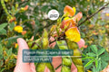 Pigeon Pea Starter Plant – Cajanus cajan, 12-24 Inches, Tropical Legume, Edible Protein-Rich Bush for Garden