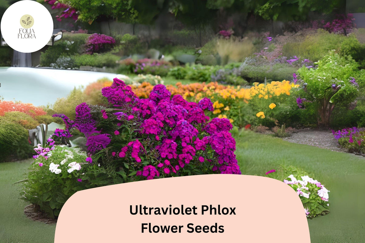 100+ Ultraviolet Phlox Seeds – Vibrant Purple Blooms, Annual Flower, Phlox drummondii for Gardens, Borders & Pollinator Beds