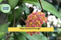 Live Hoya davidcummingii Wax Plant in 3.5" Pot, Tropical Vine with Pink & Yellow Clusters, Indoor Houseplant