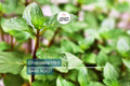 Chocolate Mint Live Plant – Organic Herb for Tea, Cooking & Aromatherapy – Mentha × piperita 'Chocolate'
