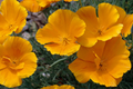 California Poppy Seeds – Dwarf Double Golden Thai Silk, Eschscholzia californica, 30 Seeds for Home Garden, Bright Color