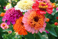 Scabiosa Flowered Zinnia Seeds – 100+ Double Petal Cut Flower Seeds for Pollinator Gardens, Zinnia elegans, Drought Tolerant, USA Sourced