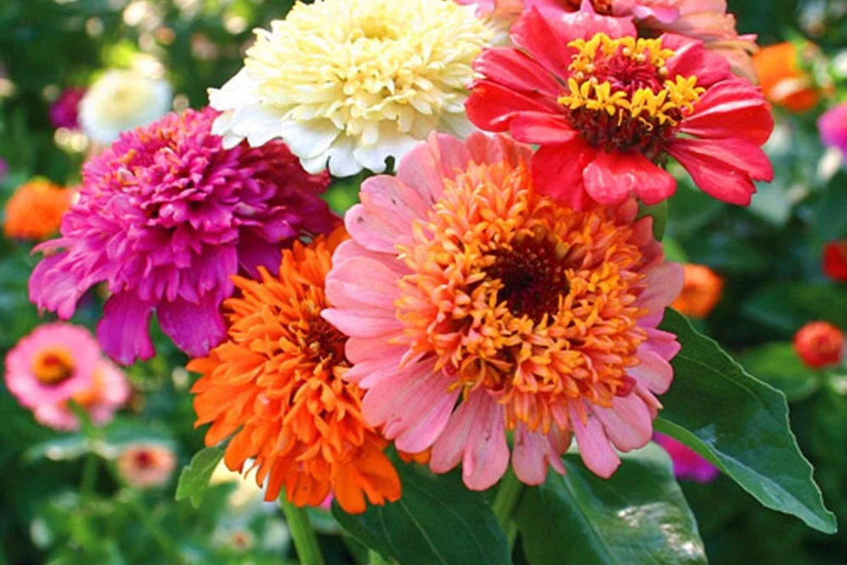 Scabiosa Flowered Zinnia Seeds – 100+ Double Petal Cut Flower Seeds for Pollinator Gardens, Zinnia elegans, Drought Tolerant, USA Sourced