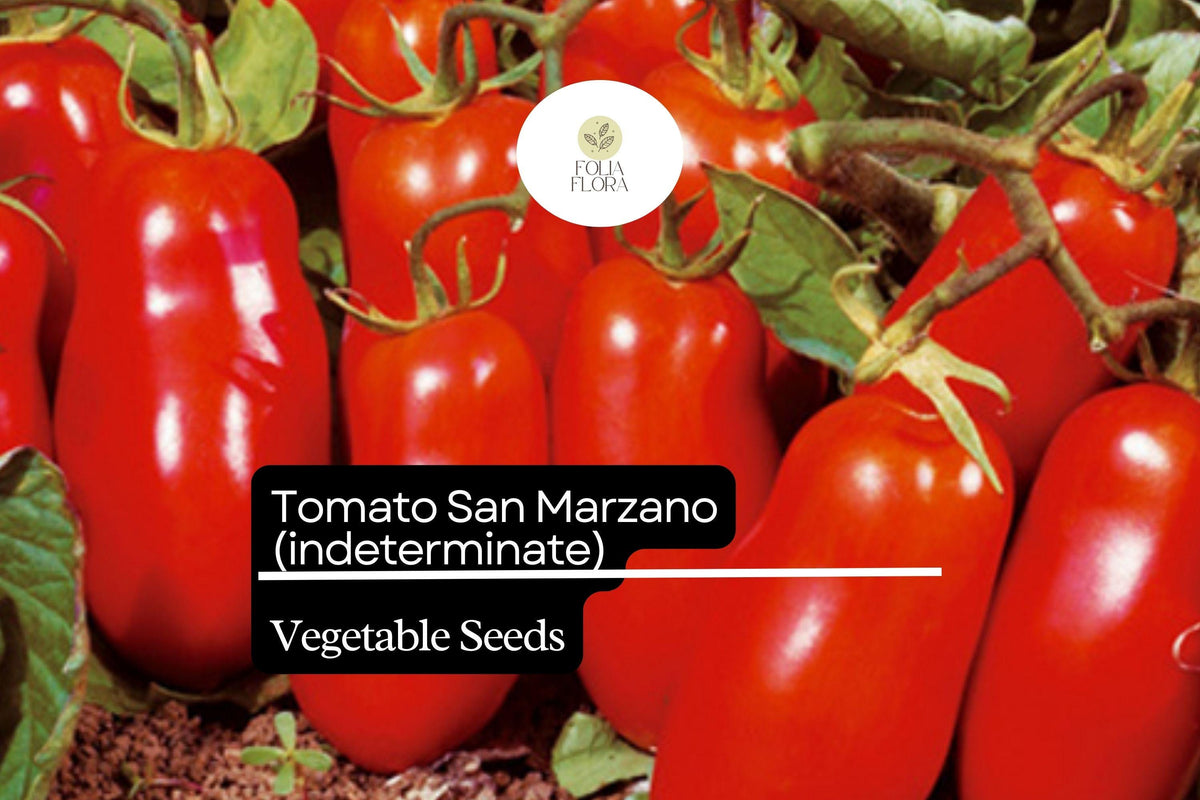 San Marzano Short Vine Tomato Seeds, Indeterminate Heirloom Lycopersicon esculentum for Sauces & Canning