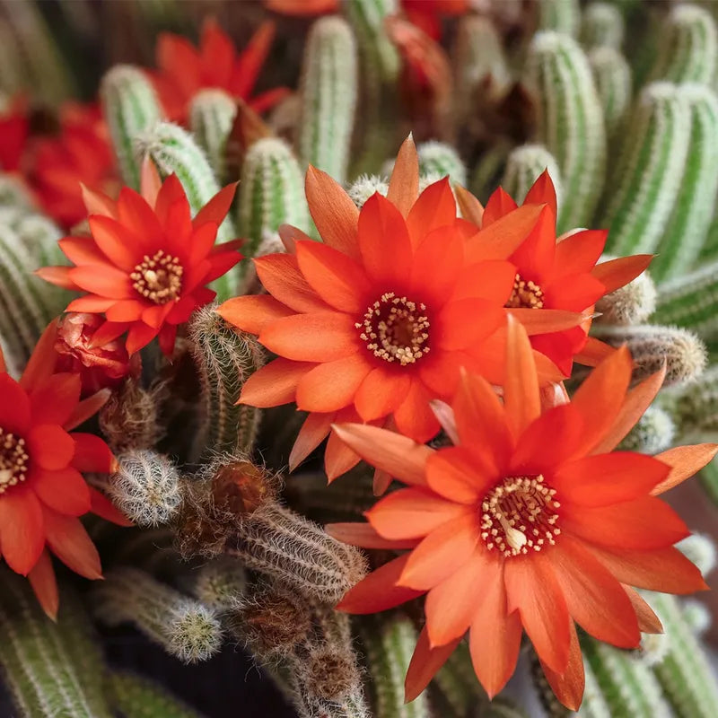 5 Echinopsis chamaecereus Cuttings – Peanut Cactus Unrooted Succulent Starts with Orange Blooms