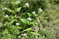 Tradescantia fluminensis Green Wandering Jew Cuttings – 10 Unrooted Trailing Perennial Houseplant
