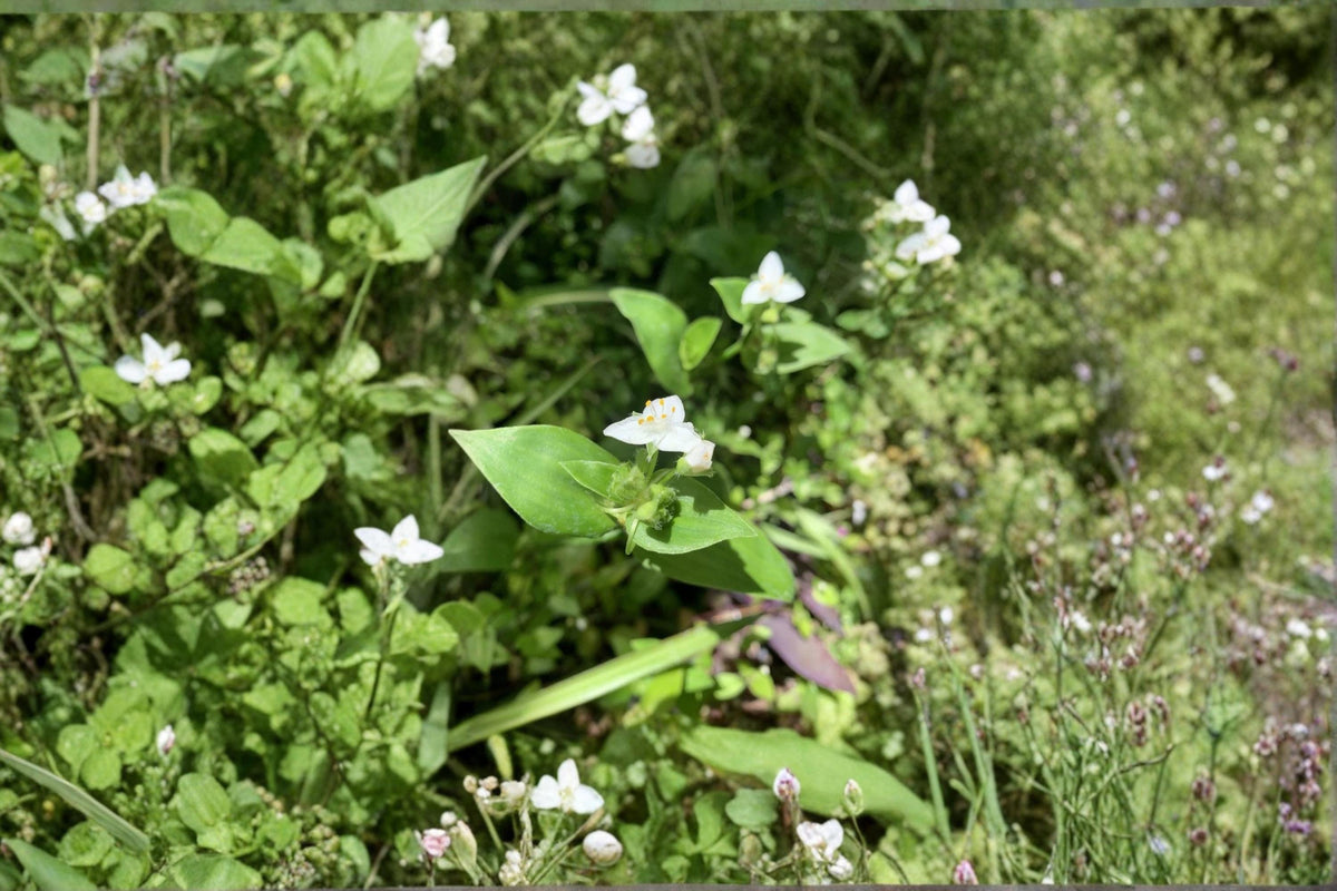 Tradescantia fluminensis Green Wandering Jew Cuttings – 10 Unrooted Trailing Perennial Houseplant