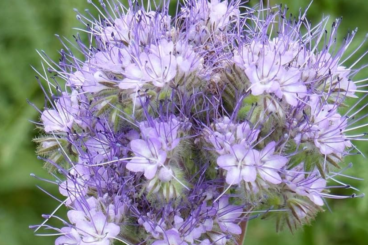 Lacy Phacelia Seeds, 500 Pack, Purple Tansy, Phacelia tanacetifolia, Pollinator Friendly, Insectary Plant, Garden Seeds