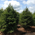Norway Spruce Tree Seedling 6–12 Inches Picea abies Bare Root Evergreen Conifer for Landscaping