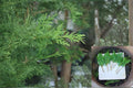 Leyland Cypress Cuttings 6-8" for Privacy Screen, Evergreen Conifer, Cupressus × leylandii, Hedging & Windbreaks