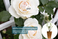 White Eden Climbing Rose 1.5 Gal – Creamy White Blush Flowers, 100+ Petals, Own Root, Hardy Zones 5-9, Reblooms, Climbing Garden Rose