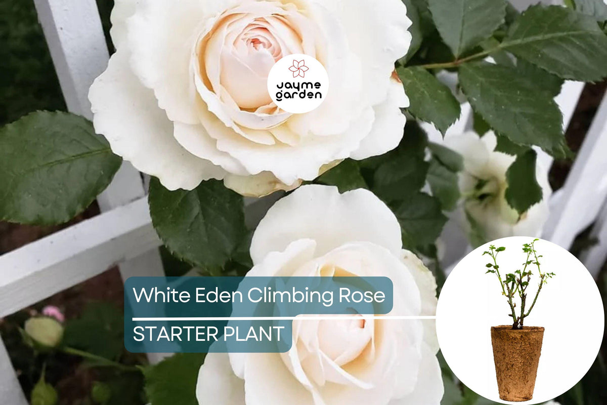 White Eden Climbing Rose 1.5 Gal – Creamy White Blush Flowers, 100+ Petals, Own Root, Hardy Zones 5-9, Reblooms, Climbing Garden Rose