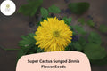 Super Cactus Sungod Zinnia Seeds - Large Yellow Blooms, Heirloom Non-GMO Zinnia elegans, Pollinator Attracting, Cut Flower, Garden Plant