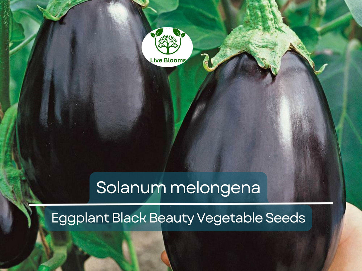 Eggplant Seeds Black Beauty Heirloom Non-GMO Organic, Solanum melongena, Dark Purple, 50 Pack