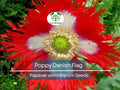 1000 Seeds Danish Flag Poppy, Red & White Cross Flowers, Large Blooms, Pollinator-Friendly, Non-GMO, Garden Borders, Papaver somniferum