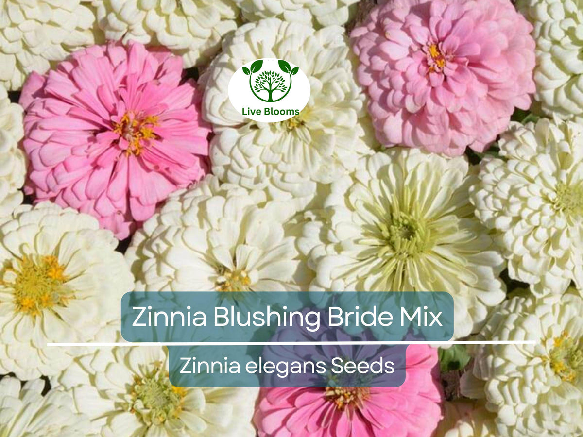 100 Seeds Zinnia elegans Blushing Bride Mix – Pink & White Cut Flowers, Pollinator Attracting, Non-GMO, Easy to Grow, Wedding & Garden Flowers